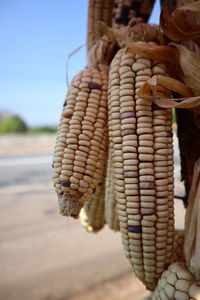 Close-up of corn