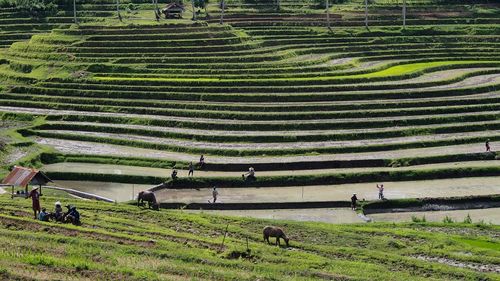 Scenic view of agricultural field