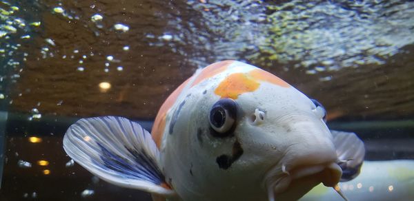 Close-up of fish swimming in aquarium