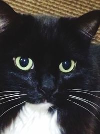 Close-up portrait of cat