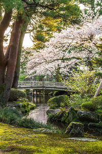 View of trees in park