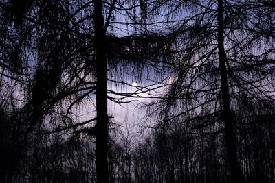 Low angle view of bare trees in forest