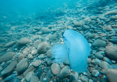 View of turtle in sea