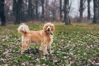 Portrait of golden retriever on field in forest