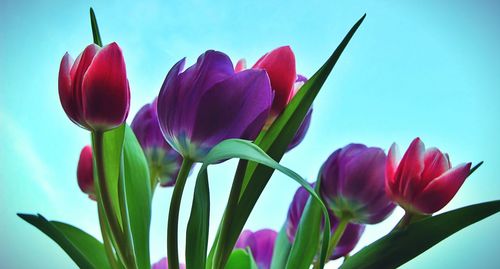 Close-up of pink tulips blooming in park