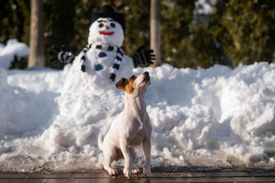 Dog running on snow covered field