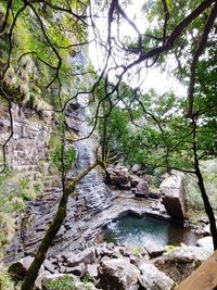 Scenic view of river amidst trees in forest