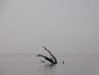 Turtle swimming in sea against clear sky