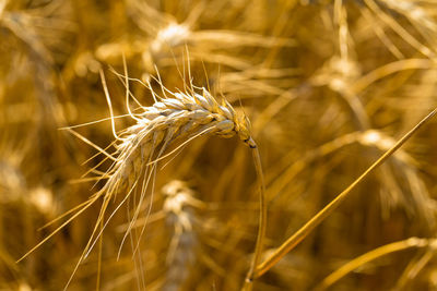 Background of ripening ears of wheat field and sunlight. crops field. selective focus