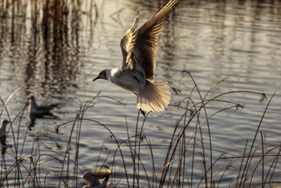 Bird flying over lake