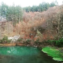 Scenic view of lake in forest