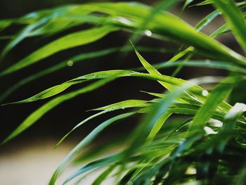 Close-up of green leaves