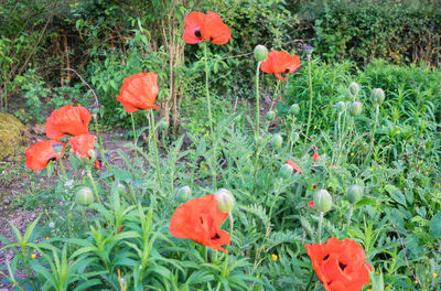 Red poppy flowers blooming on field