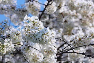 Close-up of white cherry blossom tree