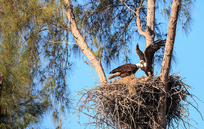 Low angle view of birds in nest