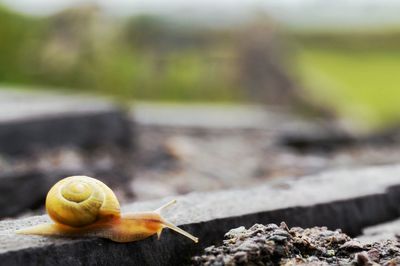 Close-up of snail