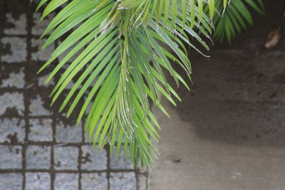 High angle view of palm leaf on footpath