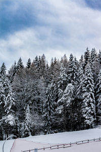 Snow covered trees against sky