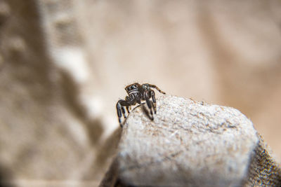 Close-up of fly on rock