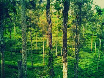 Trees in forest