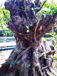 Close-up of tree trunk in forest