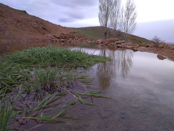 Plants growing on landscape against sky