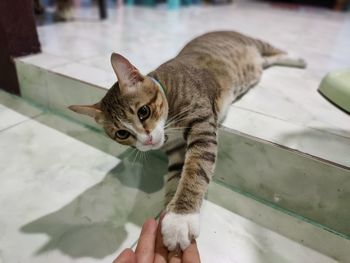 High angle portrait of cat on floor