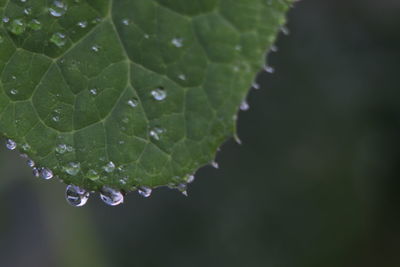 Close-up of raindrops on leaves