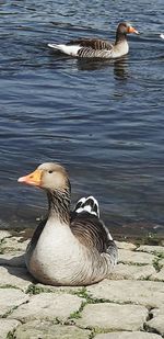 Duck swimming in lake