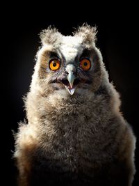 Portrait of long-eared owl against black background