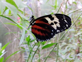 Close-up of butterfly perching on leaf