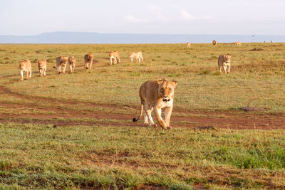 A pride of lions walk across the savanna in the maasai mara, kenya