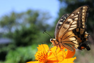 Close-up of butterfly pollinating on flower