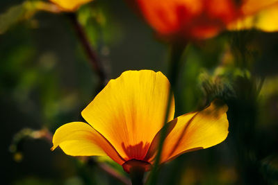 Close-up of yellow flowering plant