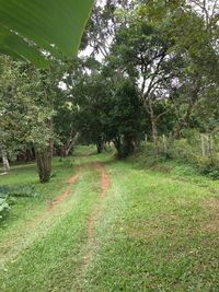 Trees on field