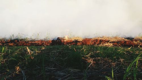 Plants growing on field against sky