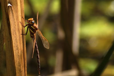 Close-up of insect on leaf