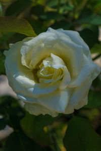 Close-up of rose blooming outdoors