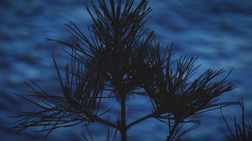 Low angle view of tree against sky