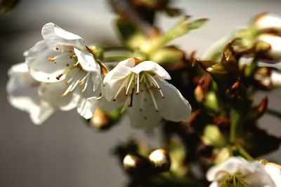 Close-up of white flowers