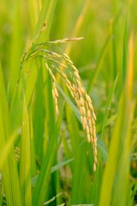 Close-up of wheat growing on field