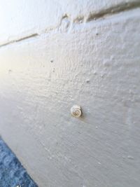 High angle view of a turtle