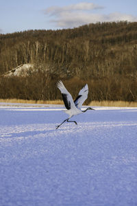 Bird flying over snow covered landscape