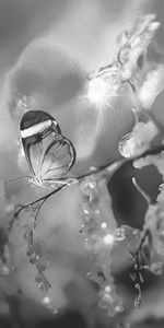 High angle view of flower plant in water