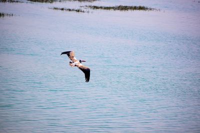 Bird flying over lake