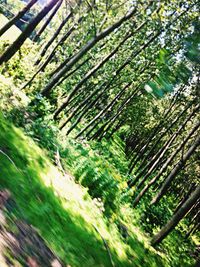 Trees growing in forest