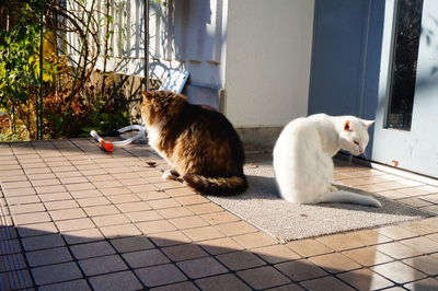 View of cats on doormat