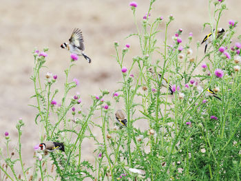 View of flowering plants with birds 