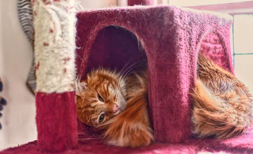 Close-up of cat at home