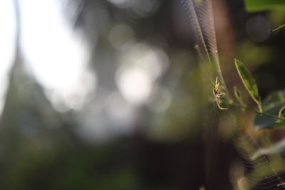 Close-up of lizard on plant